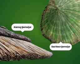 Hasır Şemsiye ve Kamış Şemsiye Arasındaki Farklar Nelerdir?