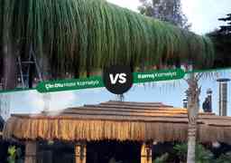 Çin Otu Hasır Kamelya ile Kamış Kamelya Arasındaki Farklar