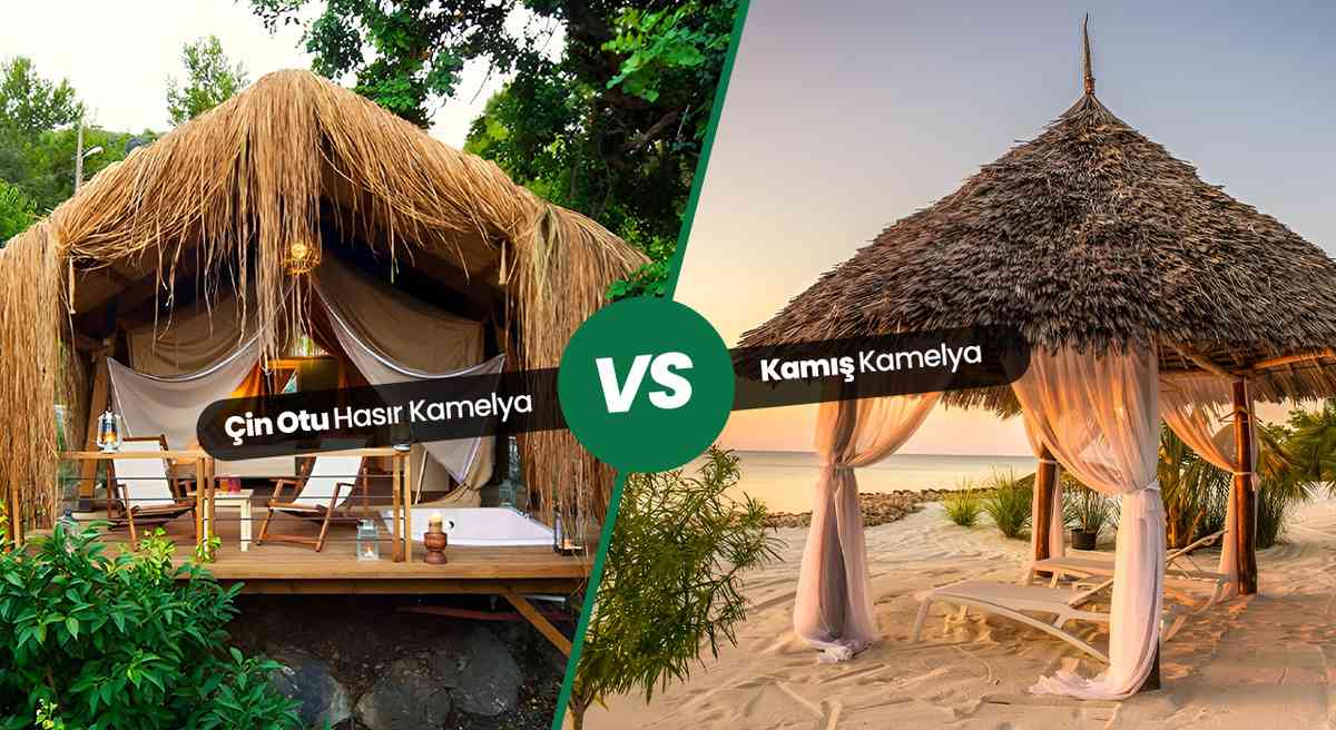 Çin Otu Hasır Kamelya ile Kamış Kamelya Arasındaki Farklar