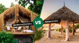 Çin Otu Hasır Kamelya ile Kamış Kamelya Arasındaki Farklar