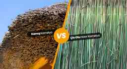 Çin Otu Hasır Kamelya ile Kamış Kamelya Arasındaki Farklar