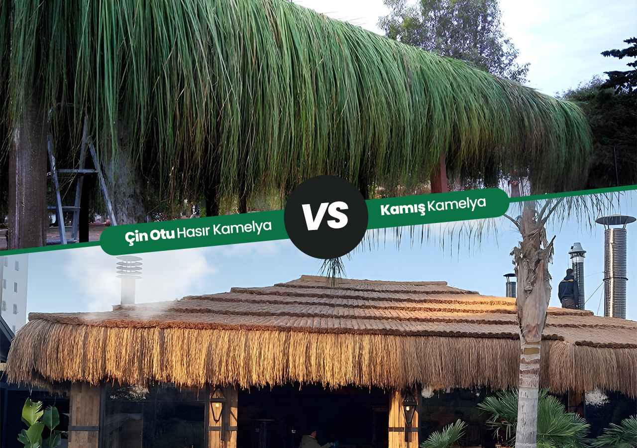 Çin Otu Hasır Kamelya ile Kamış Kamelya Arasındaki Farklar