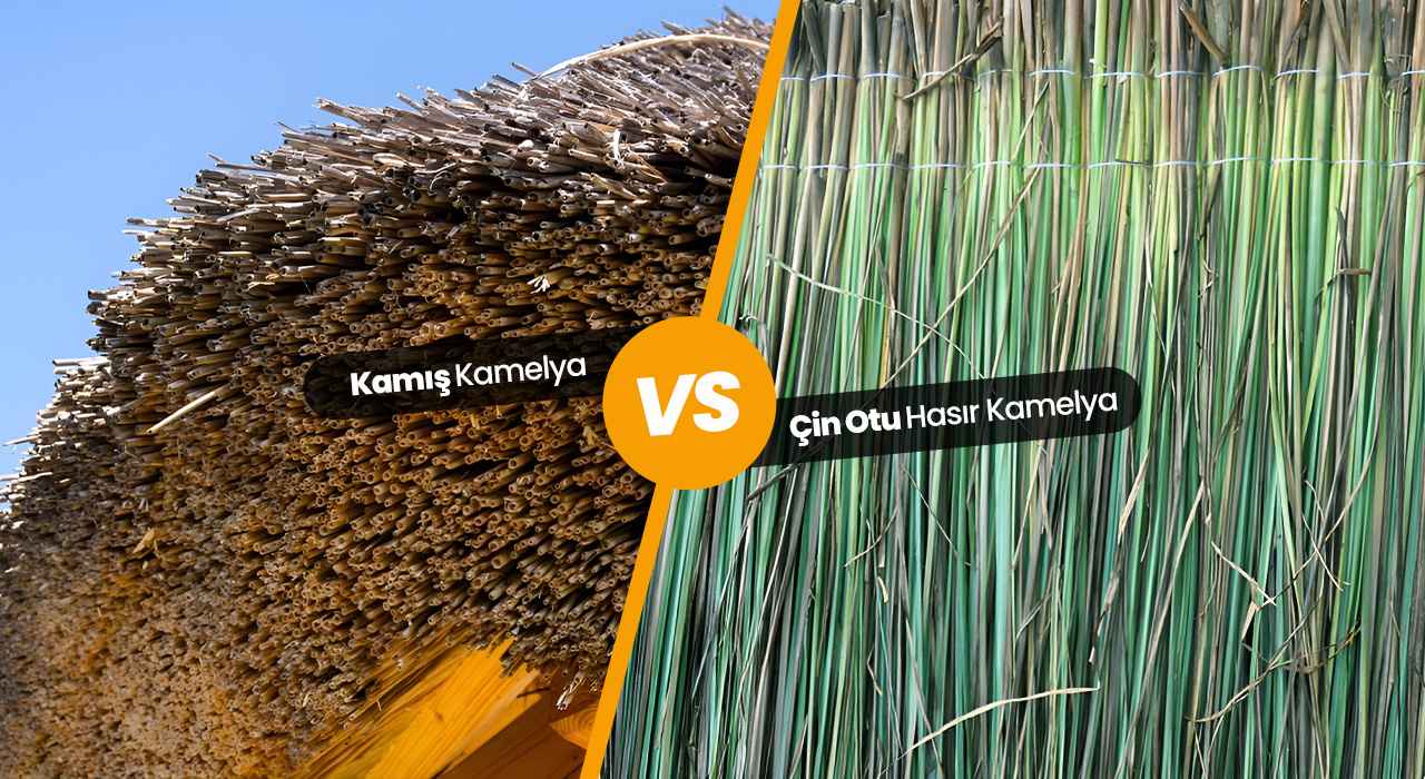 Çin Otu Hasır Kamelya ile Kamış Kamelya Arasındaki Farklar