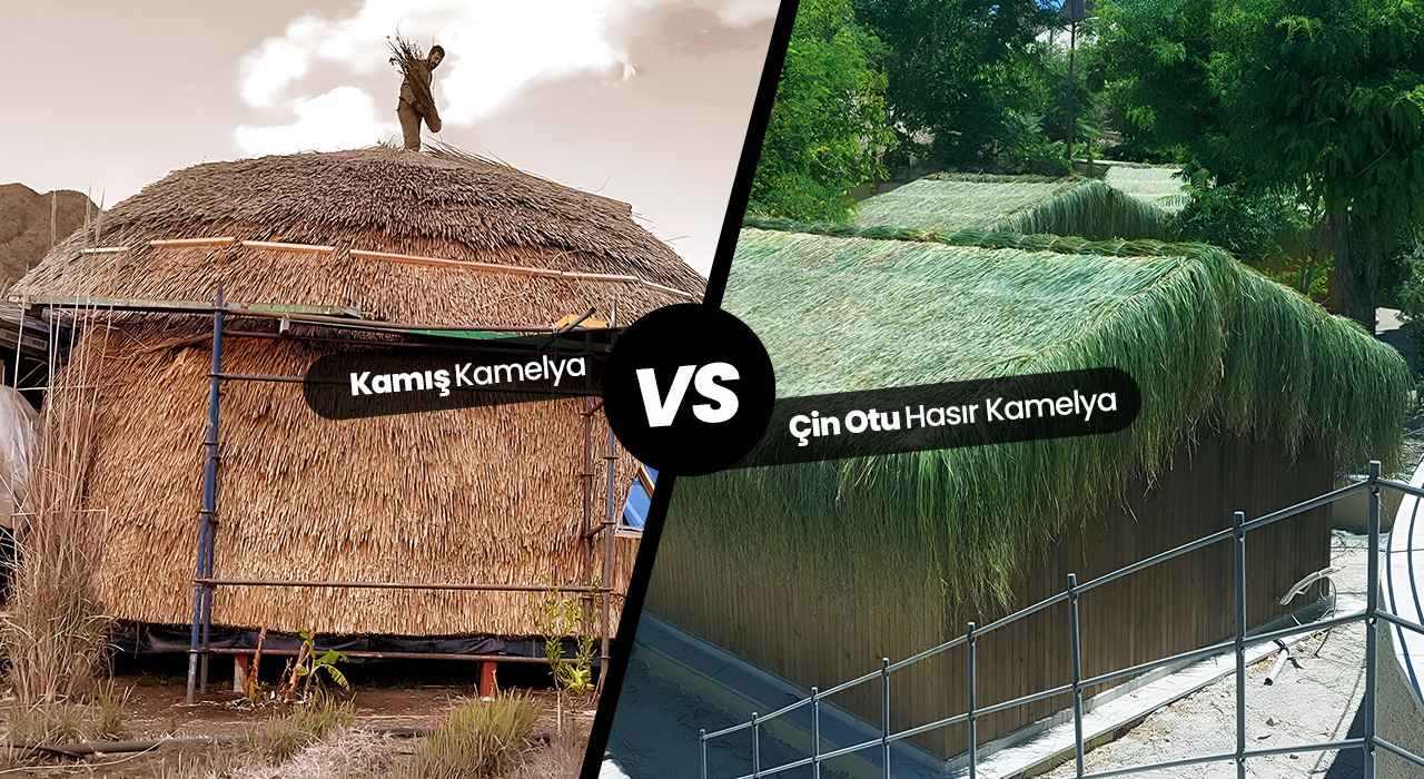 Çin Otu Hasır Kamelya ile Kamış Kamelya Arasındaki Farklar