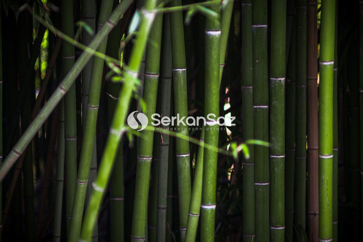 Bambu Nedir