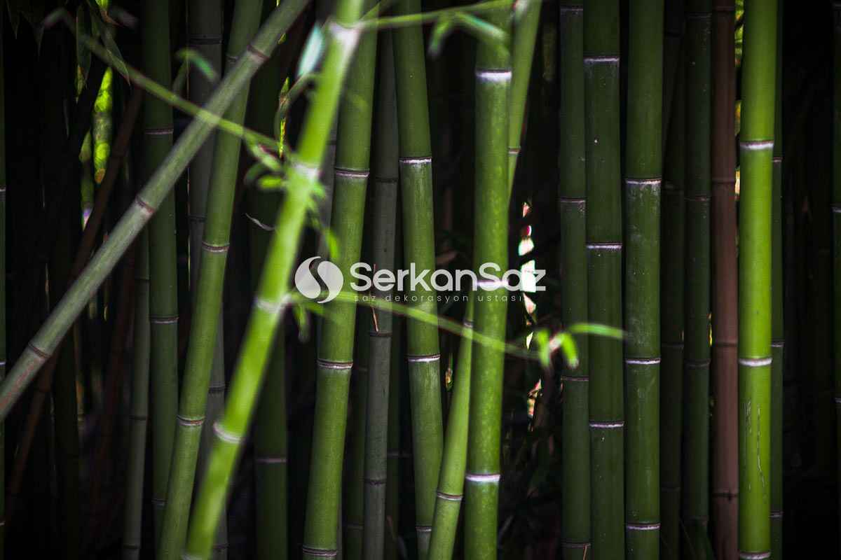 Bambu Nedir